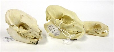 Lot 134 - Hyrax (Hyracoidea), two skulls, 8cm and 9cm long; and Genet Cat (Genetta genetta), skull, 7cm...