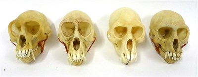 Lot 136 - Green Monkey (Chlorocebus aethiops), South Africa, four skulls, each approx 10cm   With proof...