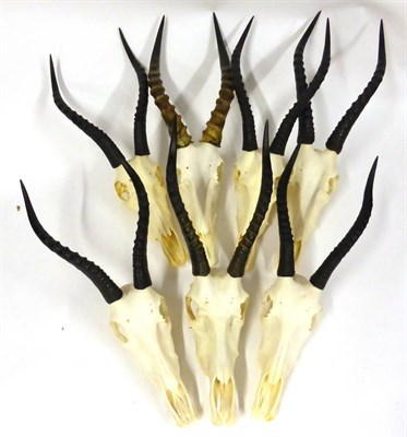 Lot 137 - Blesbok (Damaliscus pygargus phillipsi), horns on upper skulls, all with brackets for wall...