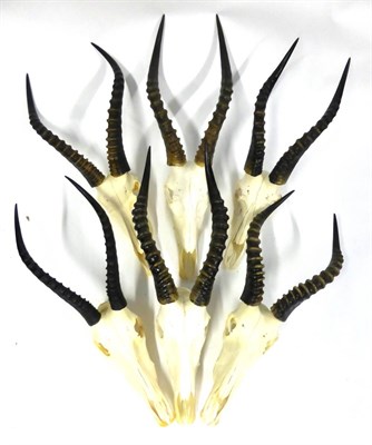 Lot 138 - Blesbok (Damaliscus pygargus phillipsi), horns on upper skulls, all with brackets for wall...