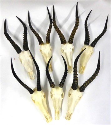 Lot 139 - Blesbok (Damaliscus pygargus phillipsi), horns on upper skulls, all with brackets for wall...