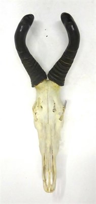 Lot 140 - Red Hartebeest (Alcelaphus buselaphus caama), horns on upper skull, 70cm long overall (a/f)