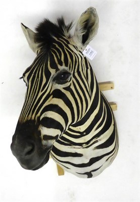 Lot 142 - Burchell's Zebra (Equus quagga), shoulder mount, modern, turning to the right, 68cm from the wall