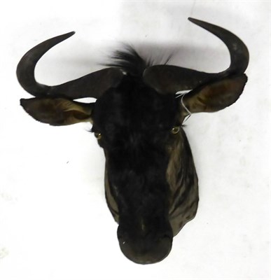 Lot 143 - Blue Wildebeest (Connochaetes taurinus), shoulder mount, modern, turning slightly to the right,...