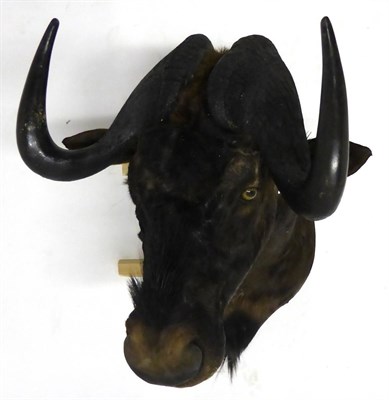 Lot 144 - Black Wildebeest (Connochaetes gnou), shoulder mount, modern, 72cm from the wall