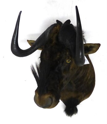 Lot 145 - Black Wildebeest (Connochaetes gnou), shoulder mount, modern, turning slightly to the right,...