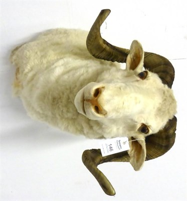 Lot 146 - Domestic Sheep, shoulder mount, modern, with coiled horns, 49cm from the wall