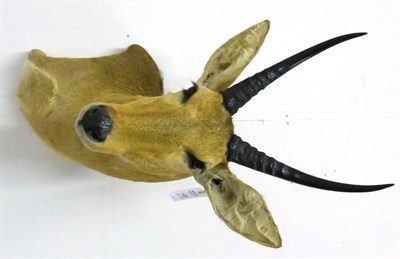 Lot 148 - Reedbuck (Redunca arundinum), shoulder mount, modern, angled at the shoulder, 52cm from the wall