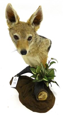 Lot 152 - Black-Backed Jackal (Canis mesomelas), shoulder mount, modern, mounted on a Hartebeest horn,...