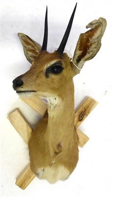 Lot 154 - Steenbok (Raphicerus campestris), shoulder mount, modern, turning to the right, 27cm from the wall