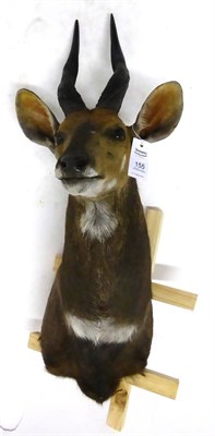 Lot 155 - Bushbuck (Tragelaphus scriptus), shoulder mount, modern, 48cm from the wall