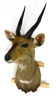 Lot 156 - Bushbuck (Tragelaphus scriptus), shoulder mount, modern, 47cm from the wall