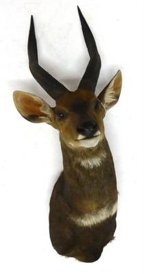 Lot 157 - Bushbuck (Tragelaphus scriptus), shoulder mount, modern, 40cm from the wall