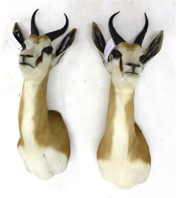 Lot 158 - Springbok (Antidorcas marsupialis), shoulder mount, 36cm from the wall; and Another Similar (2)