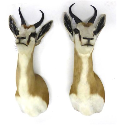 Lot 159 - Springbok (Antidorcas marsupialis), shoulder mount, 36cm from the wall; and Another Similar (2)