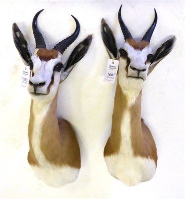 Lot 160 - Springbok (Antidorcas marsupialis), shoulder mount, 36cm from the wall; and Another Similar (2)