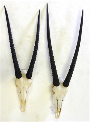 Lot 161 - Gemsbok (Oryx gazella), horns on upper skull, two specimens, the largest right horn 89cm, left horn