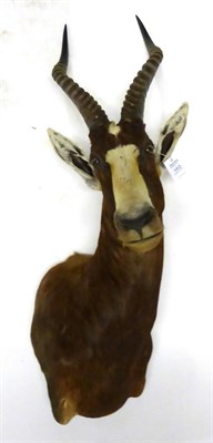 Lot 163 - Blesbok (Damaliscus pygargus phillipsi), angled shoulder mount, modern, 49cm from the wall