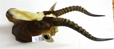 Lot 164 - Blesbok (Damaliscus pygargus phillipsi), angled shoulder mount, modern, 49cm from the wall