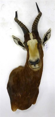 Lot 165 - Blesbok (Damaliscus pygargus phillipsi), angled shoulder mount, modern, 49cm from the wall