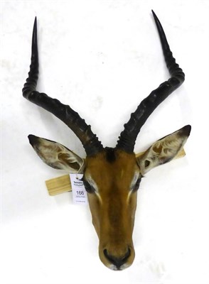 Lot 166 - Impala (Aepyceros melampus), head mount, modern, 64cm long