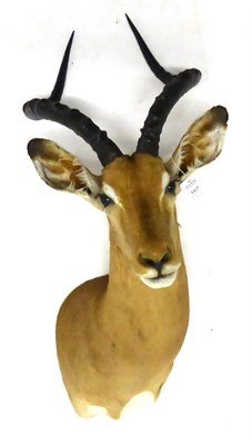 Lot 167 - Impala (Aepyceros melampus), shoulder mount, modern, 46cm from the wall