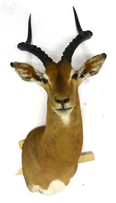 Lot 168 - Impala (Aepyceros melampus), shoulder mount, modern, 46cm from the wall