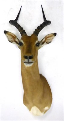 Lot 169 - Impala (Aepyceros melampus), shoulder mount, modern, 46cm from the wall