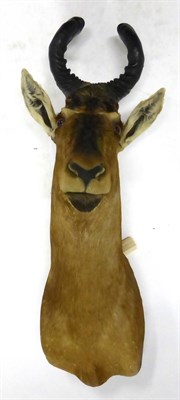 Lot 170 - Red Hartebeest (Alcelaphus buselaphus), shoulder mount, modern, 64cm from the wall