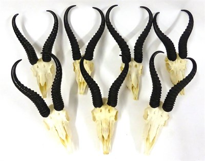 Lot 171 - Springbok (Antidorcas marsupialis), horns on upper skulls, modern, seven specimens, with brass...