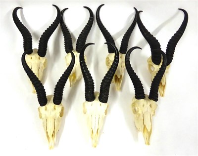 Lot 172 - Springbok (Antidorcas marsupialis), horns on upper skulls, modern, seven specimens, with brass...