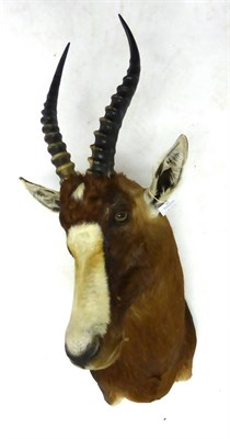 Lot 173 - Blesbok (Damaliscus pygargus phillipsi), angled shoulder mount, modern, 49cm from the wall