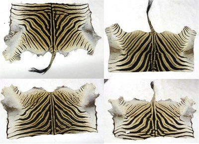 Lot 174 - Four Burchell's Zebra (Equus quagga burchellii) Back Skins, the largest approx 200cm wide, 96cm...