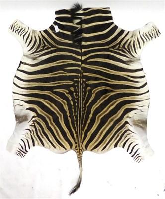 Lot 175 - Burchell's Zebra (Equus quagga), prepared skin, 227cm long, 200cm wide (truncated at the neck)