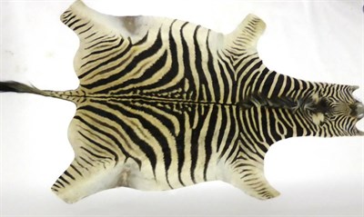 Lot 176 - Burchell's Zebra (Equus quagga), prepared skin with full head, 296cm long, 184cm wide