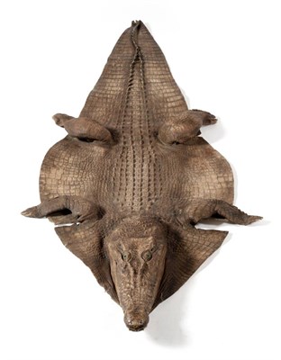 Lot 180 - Nile Crocodile (Crocodylus niloticus), flat skin rug with head mount, by Rowland Ward, London,...