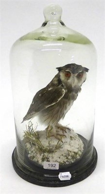 Lot 192 - White Faced Scops Owl (Ptilopsis granti), full mount, perched on a snowy outcrop, beneath a...