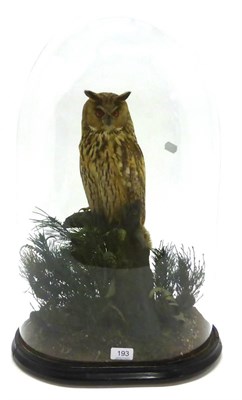 Lot 193 - Long-Eared Owl (Asio Otis), full mount, perched amongst pine branches, needles and cones, beneath a