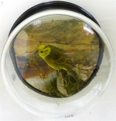 Lot 194 - Yellowhammer (Emberiza citronella), full mount, modern, perched on a twig against a printed...