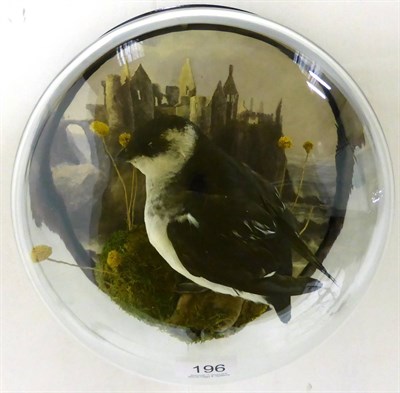 Lot 196 - Little Auk (Alle alle), full mount, modern, perched on mosses against a printed Dunluce Castle...