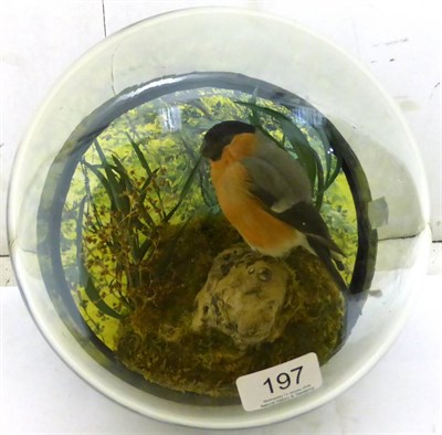 Lot 197 - Bullfinch (Pyrrhula pyrrhula), male full mount, modern, perched amongst moss and grasses...