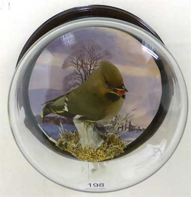 Lot 198 - Waxwing (Bombycilla garrulus), full mount, modern, perched on frosted twig and moss against a...