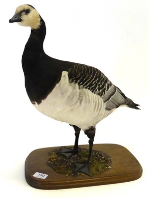 Lot 199 - Barnacle Goose (Branta leucopsis), full mount, late 20th century, standing, on faux moss and...