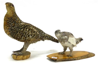 Lot 200 - European Capercaillie (Tetrao urogallus), female, standing and turning to the left, on cut wood...