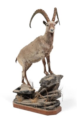 Lot 205 - Siberian Ibex (Capra sibirica), full mount, standing on faux rocks and turning slightly to the...