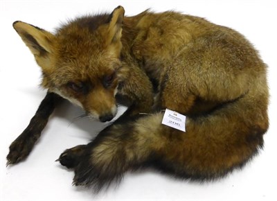 Lot 206 - Fox (Vulpes vulpes), full mount, in curled-up pose, 50cm wide