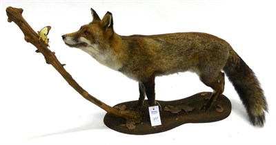 Lot 207 - Fox (Vulpes vulpes), full mount, standing watching a butterfly on a twig, modern, fox 84cm...