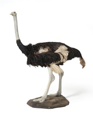 Lot 208 - Common Ostrich (Struthio camelus), male, full mount, standing and turning slightly to the left, its