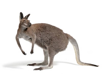 Lot 209 - Bennett's Wallaby (Macropus rufogriseus), full mount, standing, turning to the left, 66cm high,...