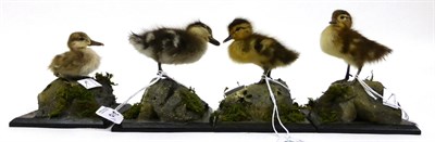 Lot 210 - Four Duck Chicks, full mounts, including Mandarin Duck and Marbled Teal, each on faux rocks...